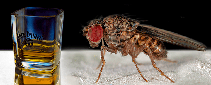 Мухи «под мухой»