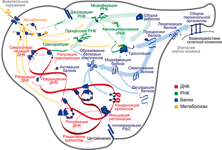 Рождение виртуальной клеточной биологии