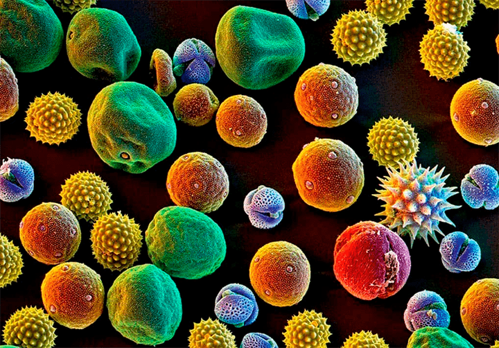 Перспективы стандартизации аллергенных экстрактов: современные технологии контроля качества биологических препаратов