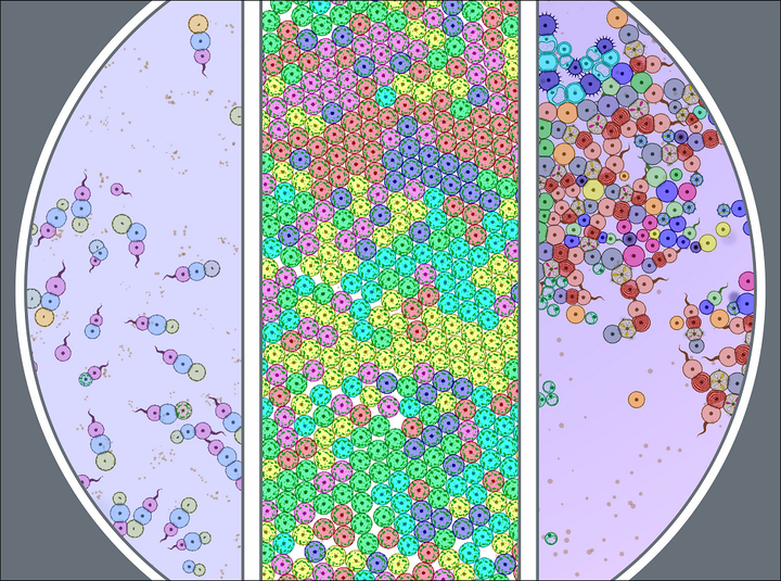 Как наука может стать игрой, а игра наукой. Мой опыт моделирования биологических систем в программе <em>Cell Lab</em>