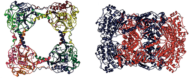 Фермент-катенан, или Зацепленные кольца без химической связи