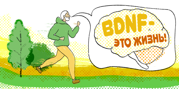 BDNF: почему спорт — это жизнь?
