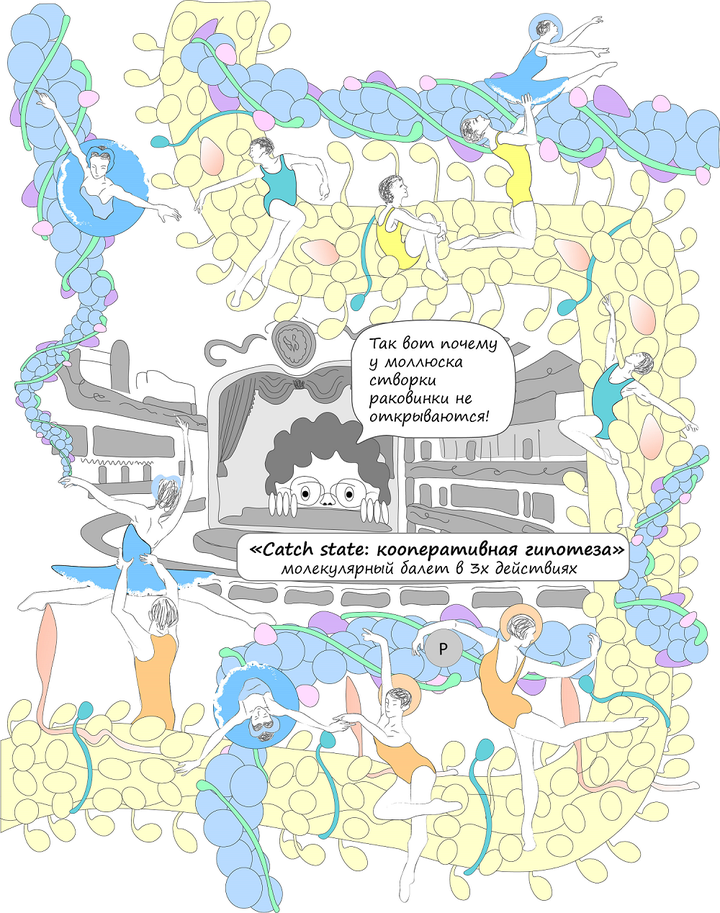 Гипотеза формирования запирательного тонуса в мышце моллюска: молекулярный балет в трех актах