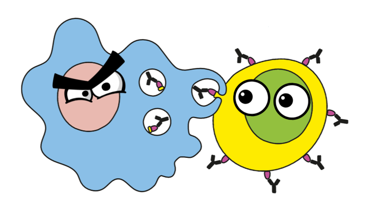 Трогоцитоз: зачем клетки делают «кусь»?