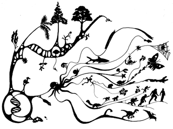 Долгая счастливая фенотипическая эволюция бактерий