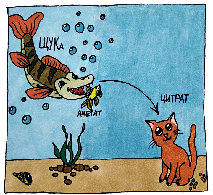 Цикл Кребса