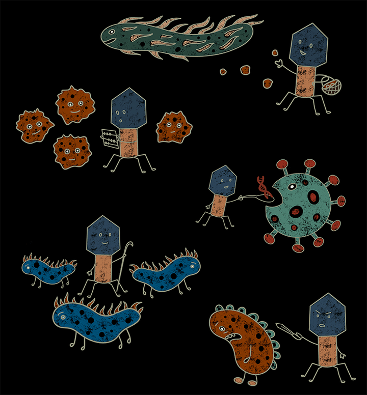 Заклятые друзья и закадычные враги: как бактериофаги и бактерии сосуществуют миллионы лет