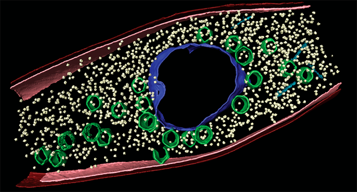 «Я в домике!»: бактериофаги, у которых есть ядра