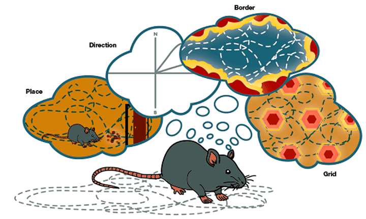 Цели и вознаграждения искажают карту пространства в мозге