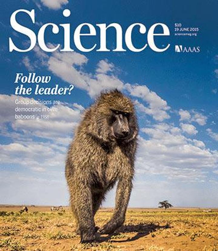 SciNat за июнь #3: польза от приятных воспоминаний, коллективные решения павианов и охлаждающие покровы муравьев
