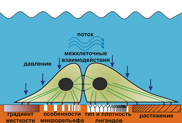 Биомеханика живой клетки