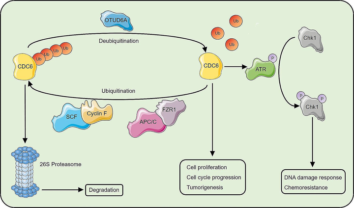 Иммунотерапия рака и молекулярная онкология — новинки на переднем крае науки