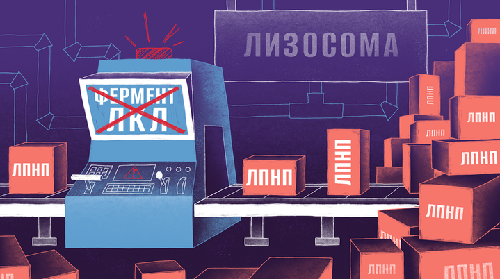 Дефицит лизосомной кислой липазы: скрытая драма сломанного клеточного конвейера
