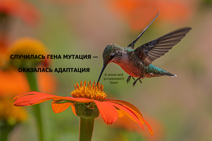 Как колибри потеряли ген и стали порхающими сладкоежками