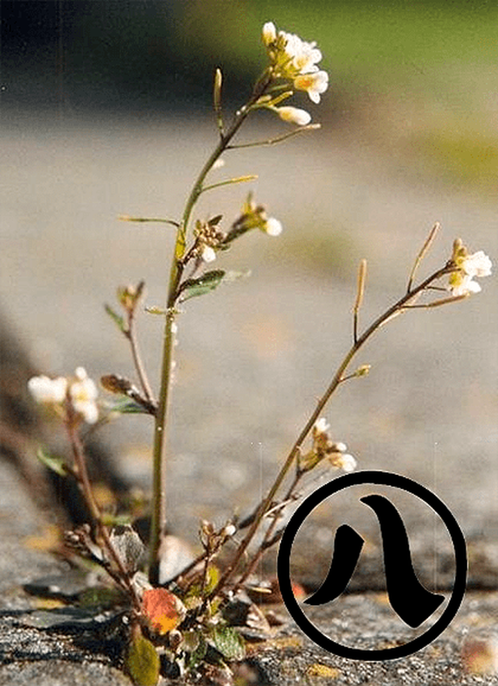 В Японии разработаны синтетические аналоги гормона растений CLAVATA