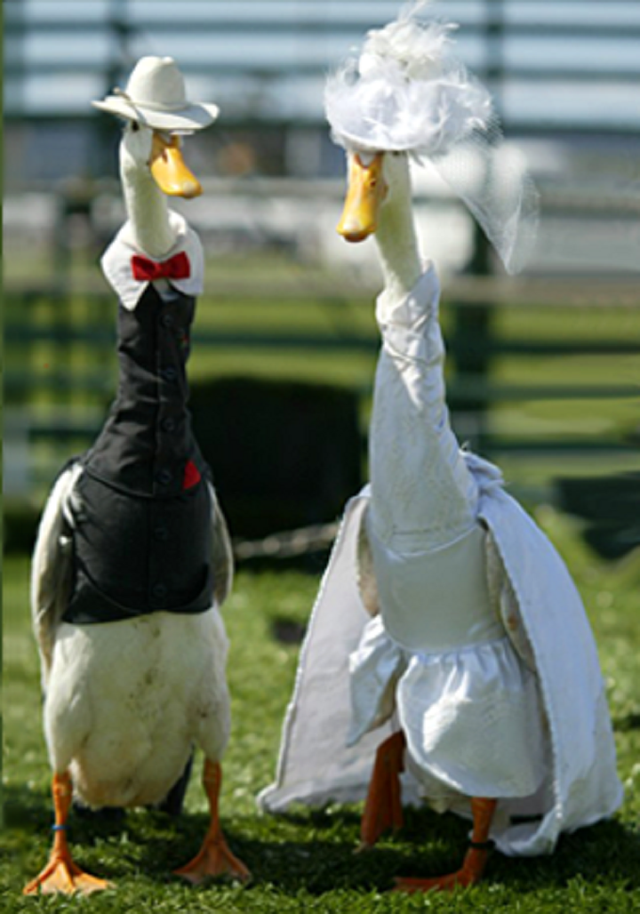 Культурные традиции птиц передаются благодаря конформизму