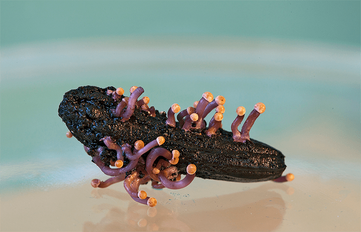 Малое в большом, большое в малом... Эндофитные грибы и бактерии в защите растений от фитофагов