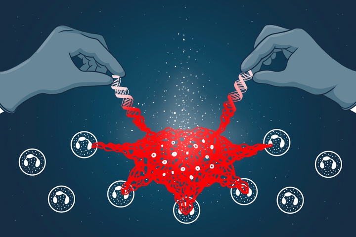 NETs: почему ДНК помогает болезни и как очистить кровь от опасного мусора