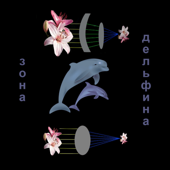 Зона дельфина