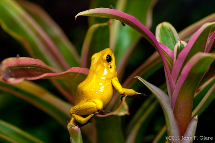 Одна маленькая лягушка и 10 000 мышей, 20 человек или два слона