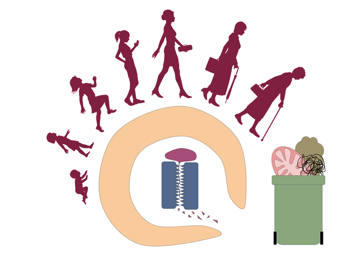 Вдвоем на страже чистоты. О связи протеасомной системы и аутофагии