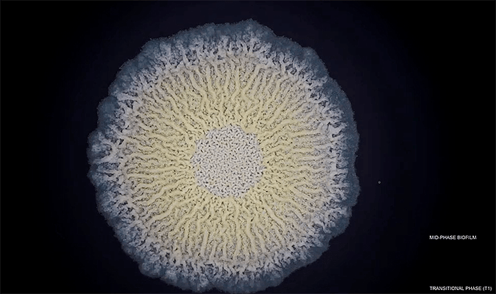 Бактерии развиваются как эмбрионы?