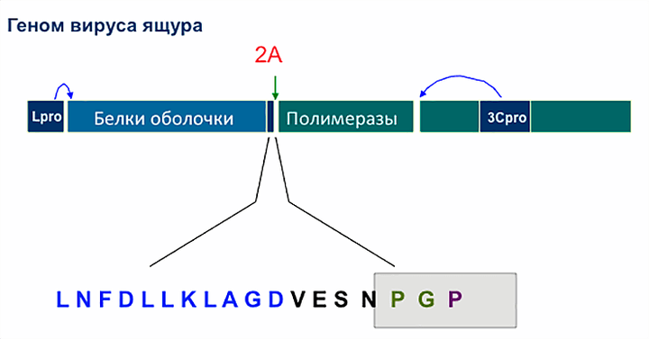 Пептид 2A: два в одном