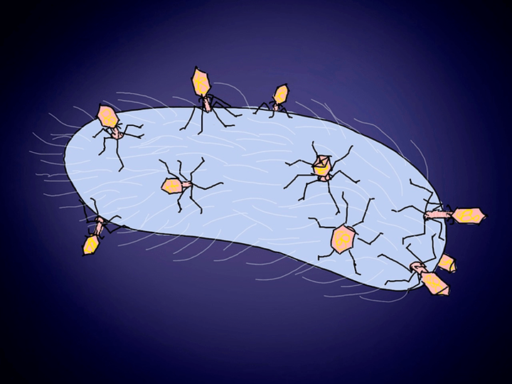 ГМ-фаги на страже нашего здоровья