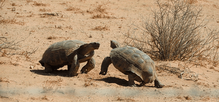 Выживающие в аду