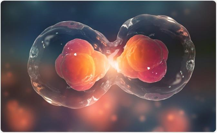 Циклины и их помощники — регуляторы клеточного цикла