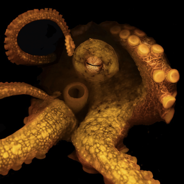 Осьминожий геном