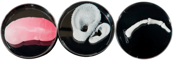 Искусственные органы и тканевая инженерия