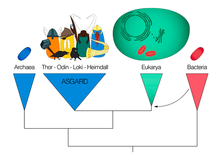 Опасные связи. Новый взгляд на происхождение эукариотических химер, подмявших под себя весь мир