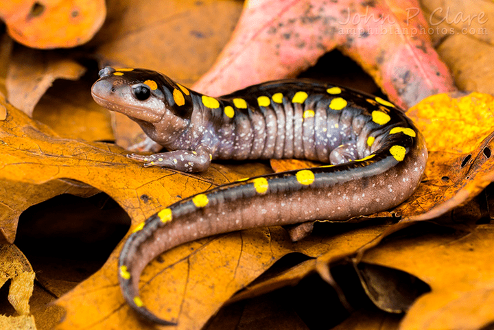 Выжить среди этой смертной любви
