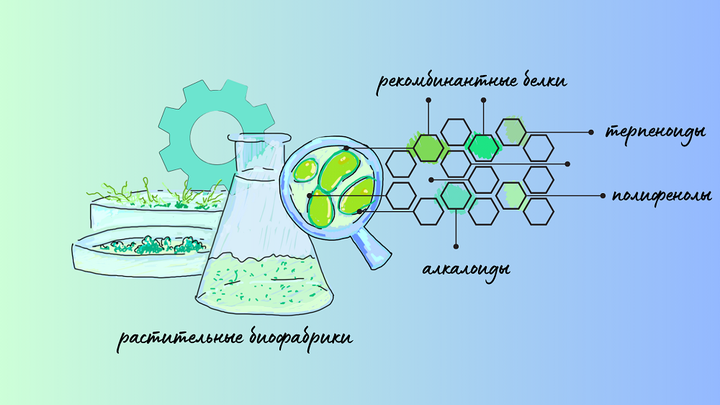 Растительные клеточные биофабрики: на службе здоровья человечества