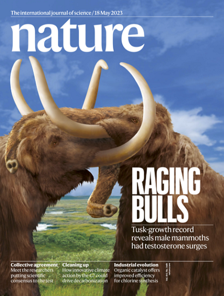 SciNat за май 2023 #3: тестостерон и бивни мамонтов, белок-ниндзя и регенерация миокарда