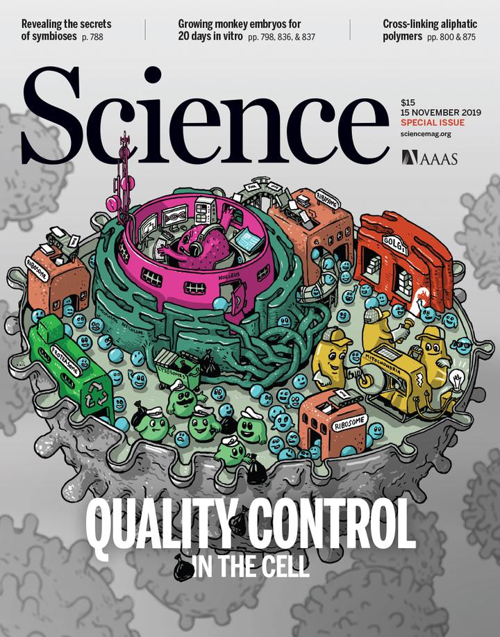 SciNat за ноябрь 2019 #3: «контроль качества» внутри клетки, микробиота, вызывающая миокардит и печеночную недостаточность, а также выращивание эмбрионов <em>ex vivo</em>