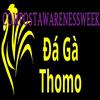 Đá Gà Trực Tiếp Thomo