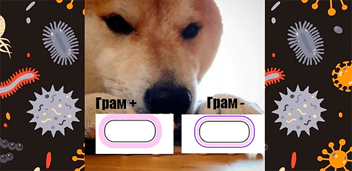 Какими были первые бактерии? Загадка, которой 3,5 млрд лет