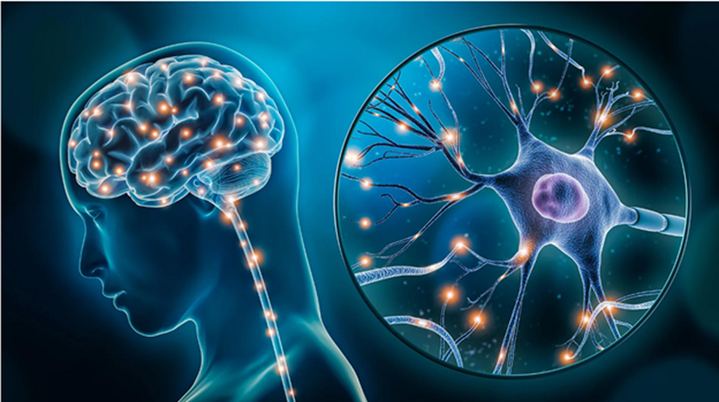 Нервная система под давлением: как ренин-ангиотензин-альдостероновая система управляет нашим настроением и работой мозга