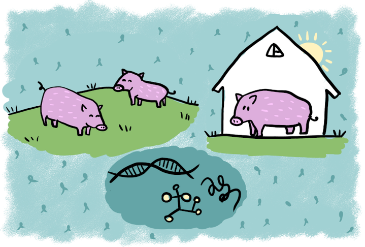 Современное свиноводство: от профилактики инфекций до модификации генома