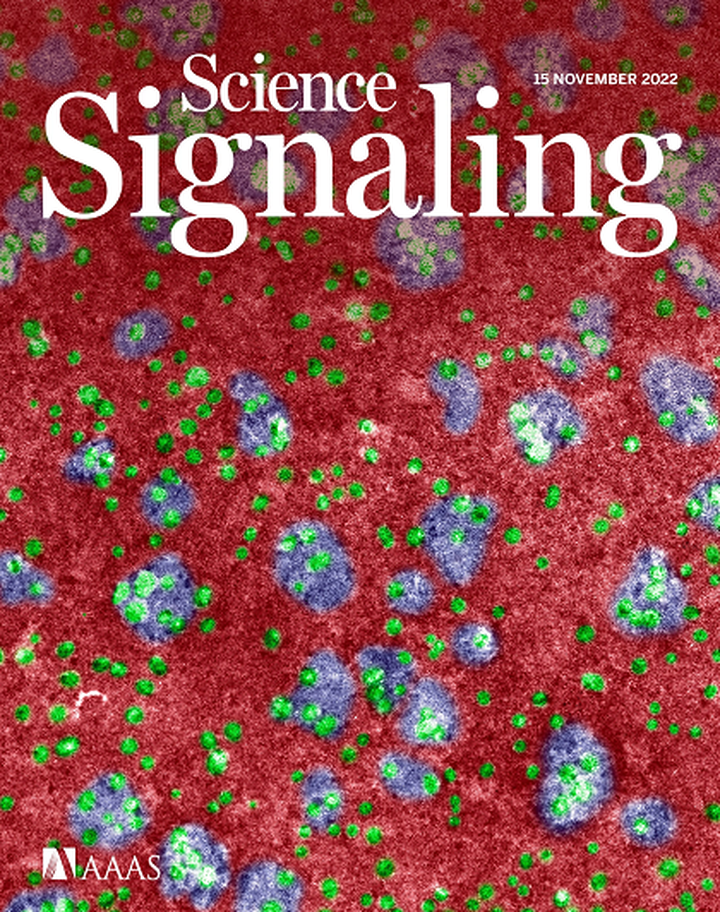 SciNat за ноябрь 2022 #3: новые суперспособности броненосцев, летучие мыши снова разбрасываются вирусами, а бактерии комфортно живут в раковых клетках