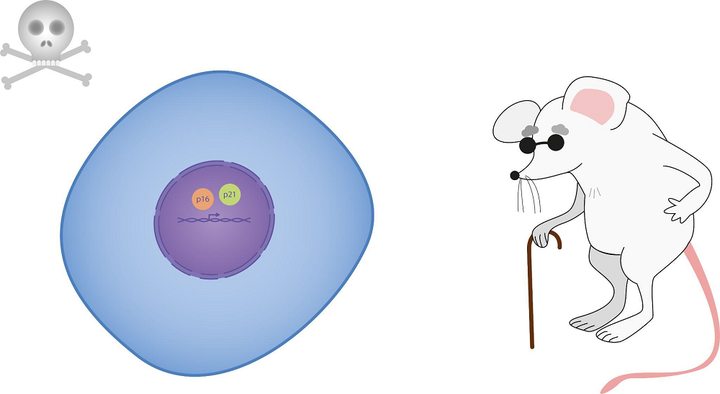 Старость — упущение иммунной системы или ее предательство?