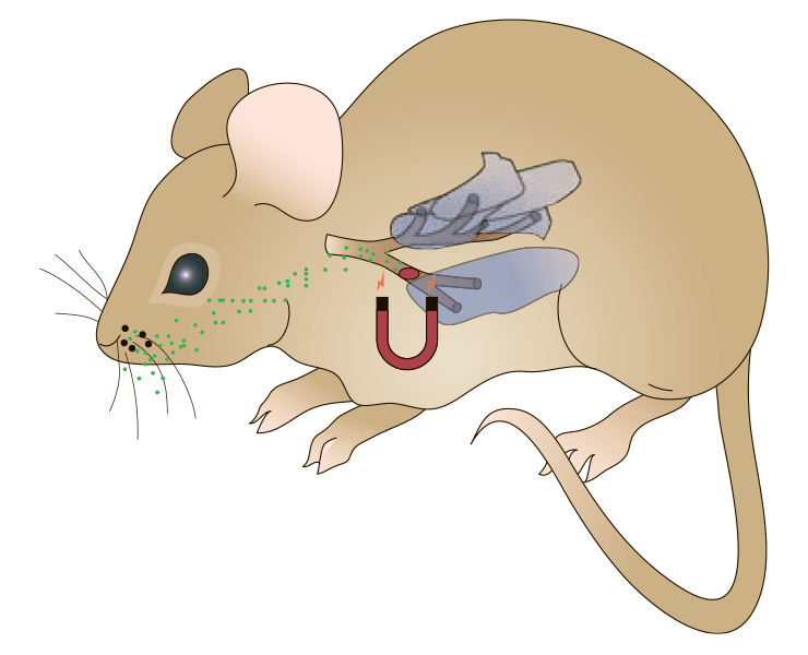 Внутренняя мышь. Грызуны дыхательная система. Пищеварительная система крысы. Дыхательная система крысы.