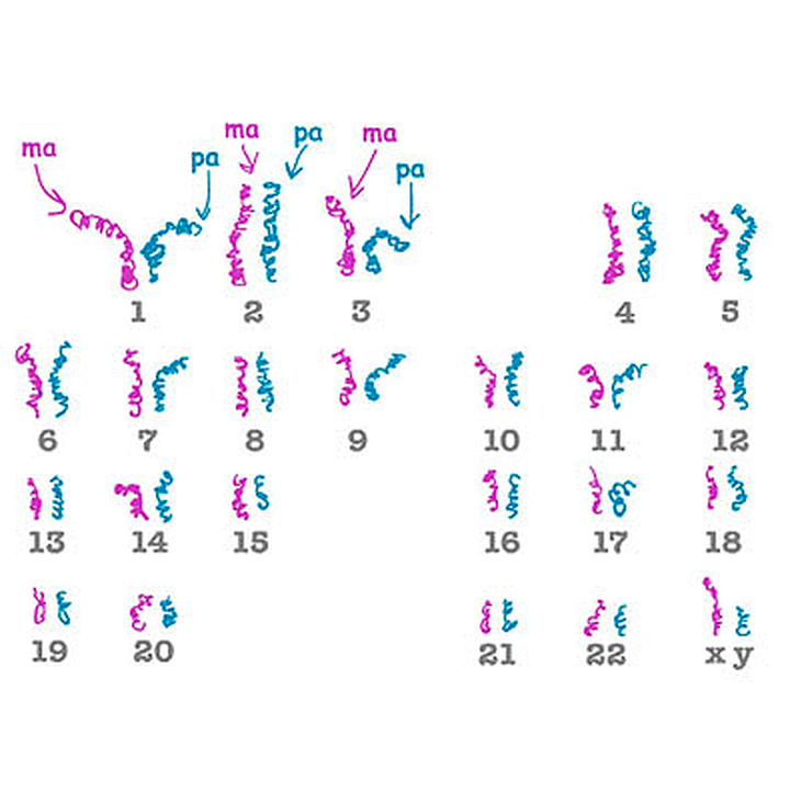 23 хромосомы. Chromosomal Territories.