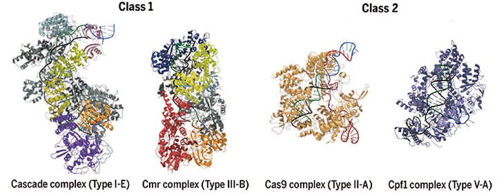 Разнообразие и эволюция систем CRISPR/Cas