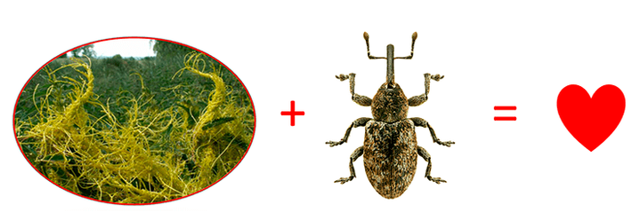 Жук — повелитель фотосинтеза