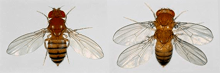 Какие причины могут вызвать мутации у дрозофил. Гомеозисные гены дрозофилы. Мухи с двумя парами крыльями. Гомеозисные трансформации мух.