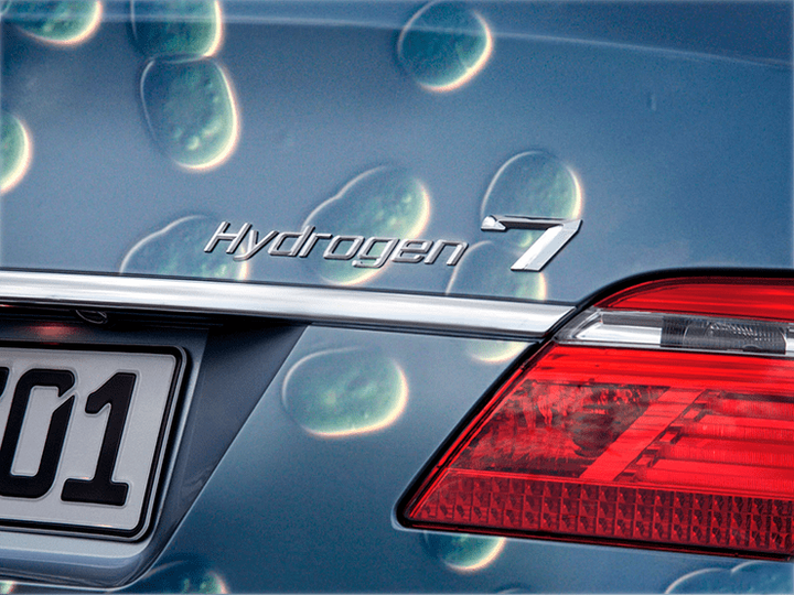 Бактерии для водородной энергетики