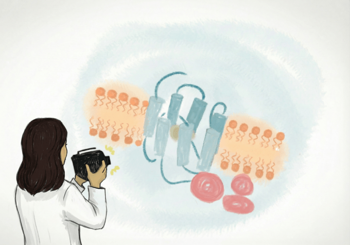 Осторожно, папарацци! Или как «сфотографировать» GPCR в комплексе с G-белком и лигандом